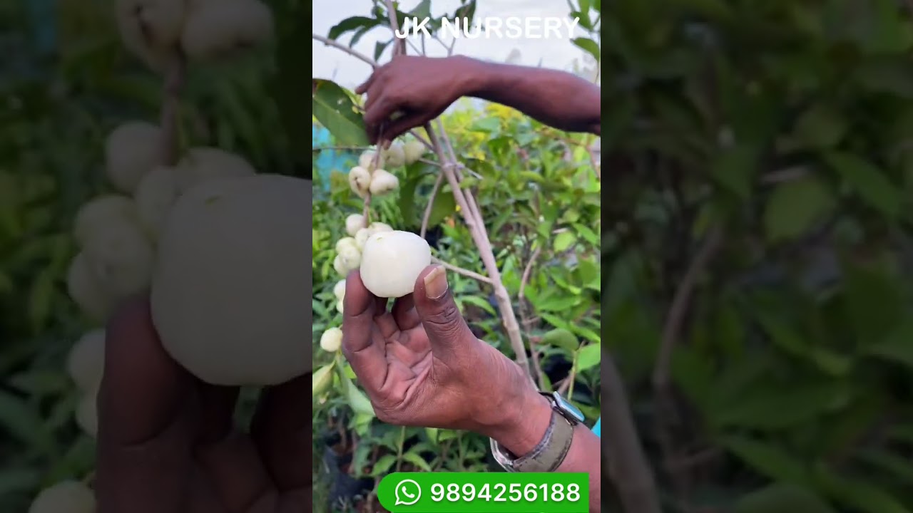 Milky white sweet water apple plants available