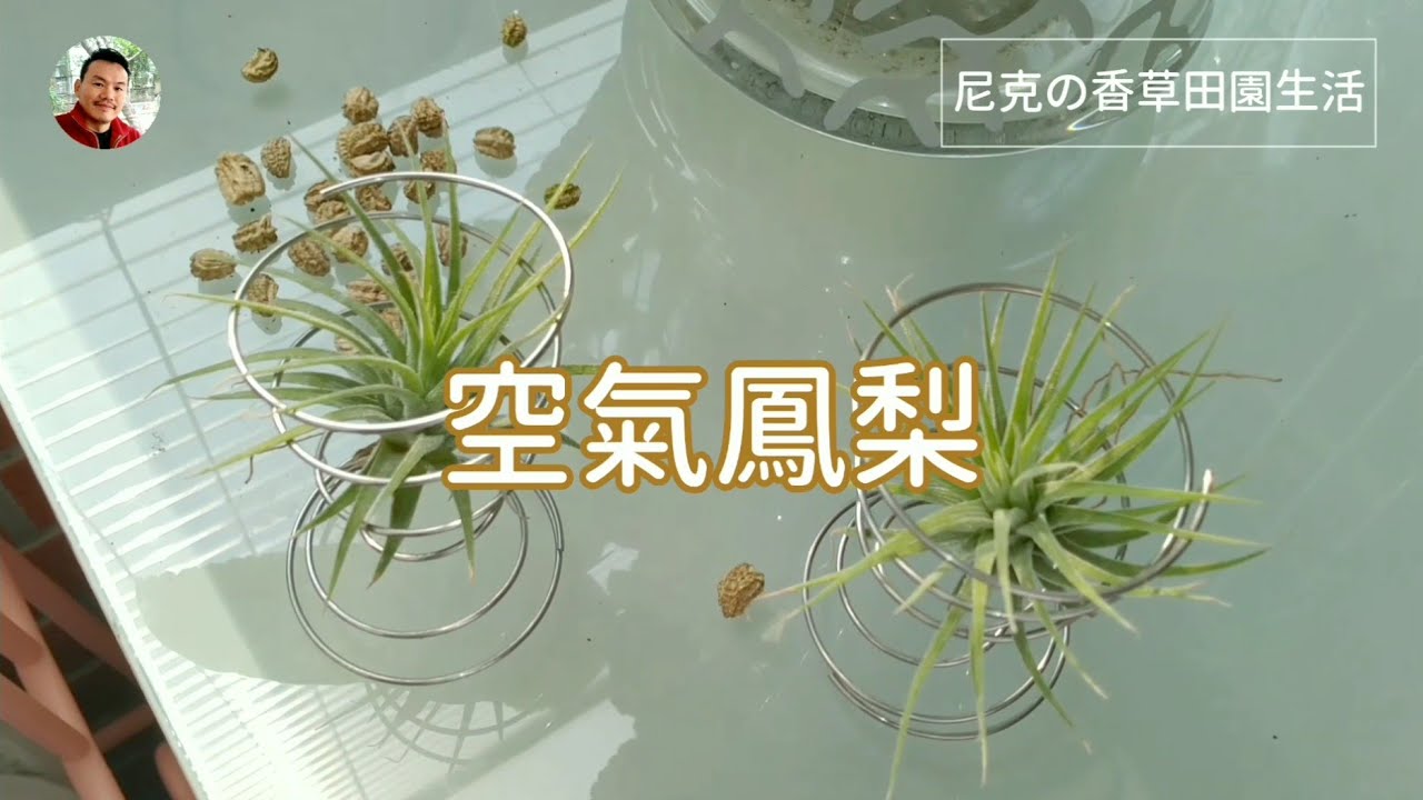 窗台療癒花園：長壽花、大岩桐、空氣鳳梨、觀葉秋海棠、蝴蝶蘭