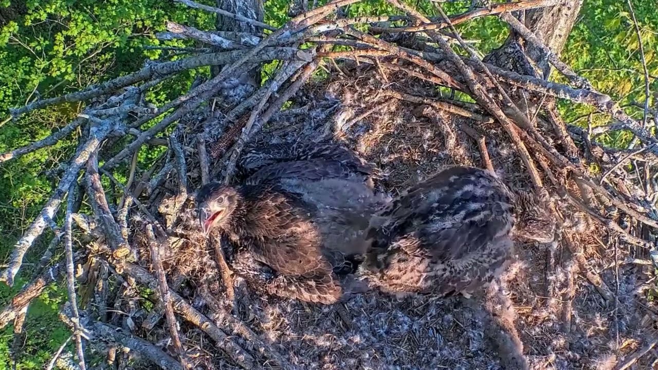 EP#428 #baldeagle Review birds in nest with nature #birdslovers #birdsounds #birdsnest #wildbirds