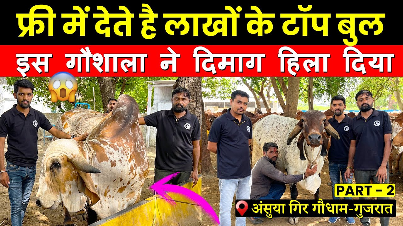 गुजरात की शानदार गिर गौशाला-Top Gir bull of Anusuya Gir gaushala PART-2