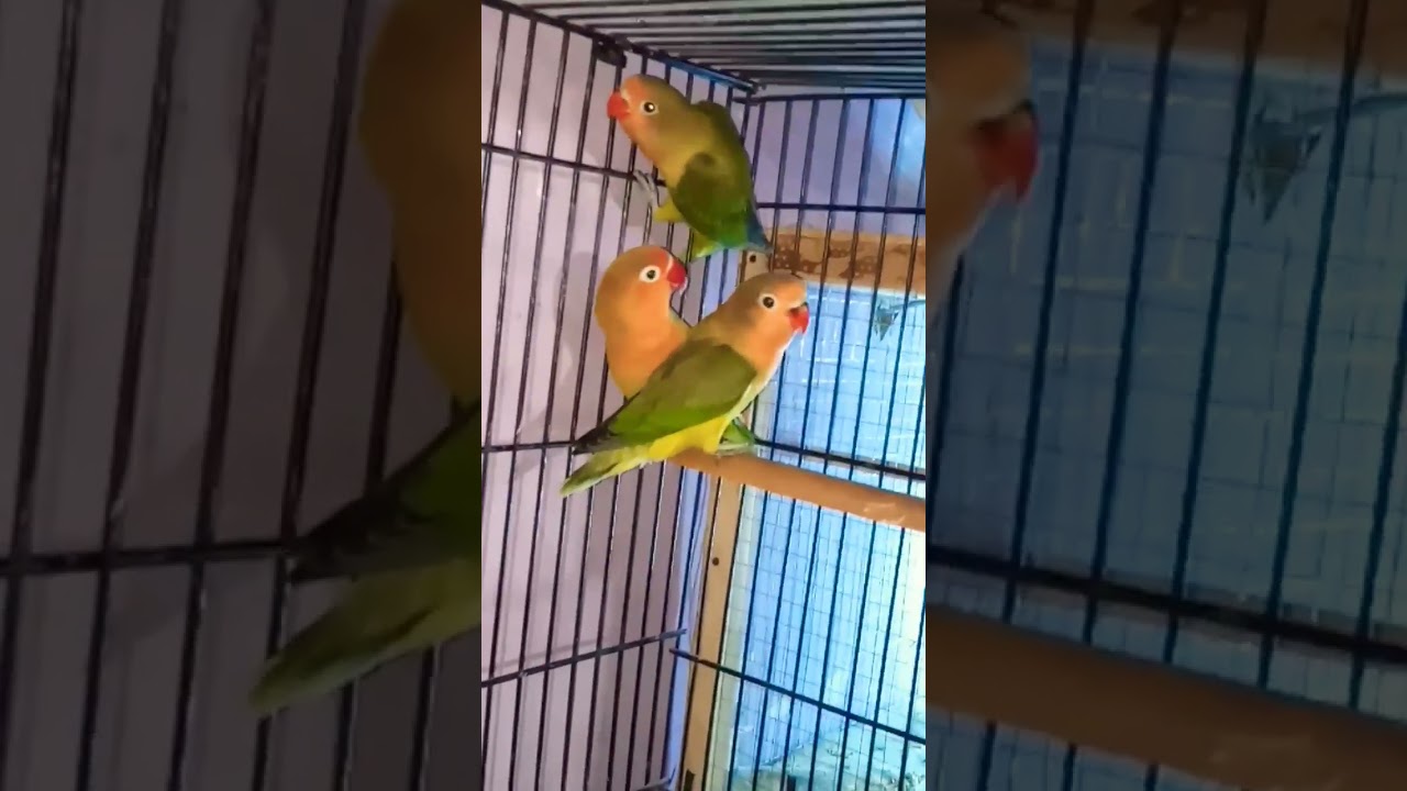 green euwing|love birds|breeding season|2022|2023