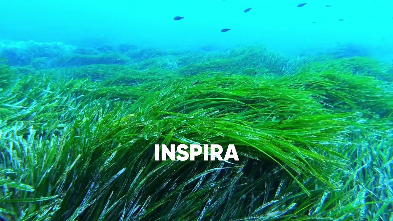Giornata Mondiale degli Oceani - Sostieni Marevivo