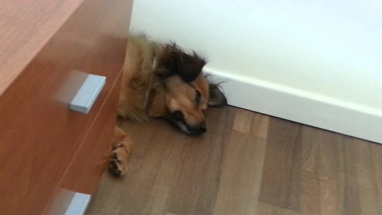Il mio cane 