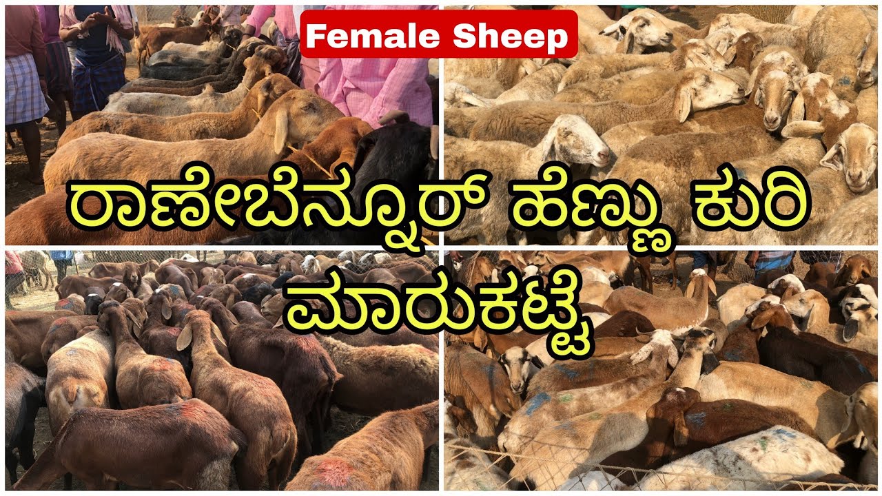 ರಾಣೇಬೆನ್ನೂರ್ ಹೆಣ್ಣು ಕುರಿ ಮಾರುಕಟ್ಟೆ | Ranebennur Female Sheeps Market | Incredible Vishaya