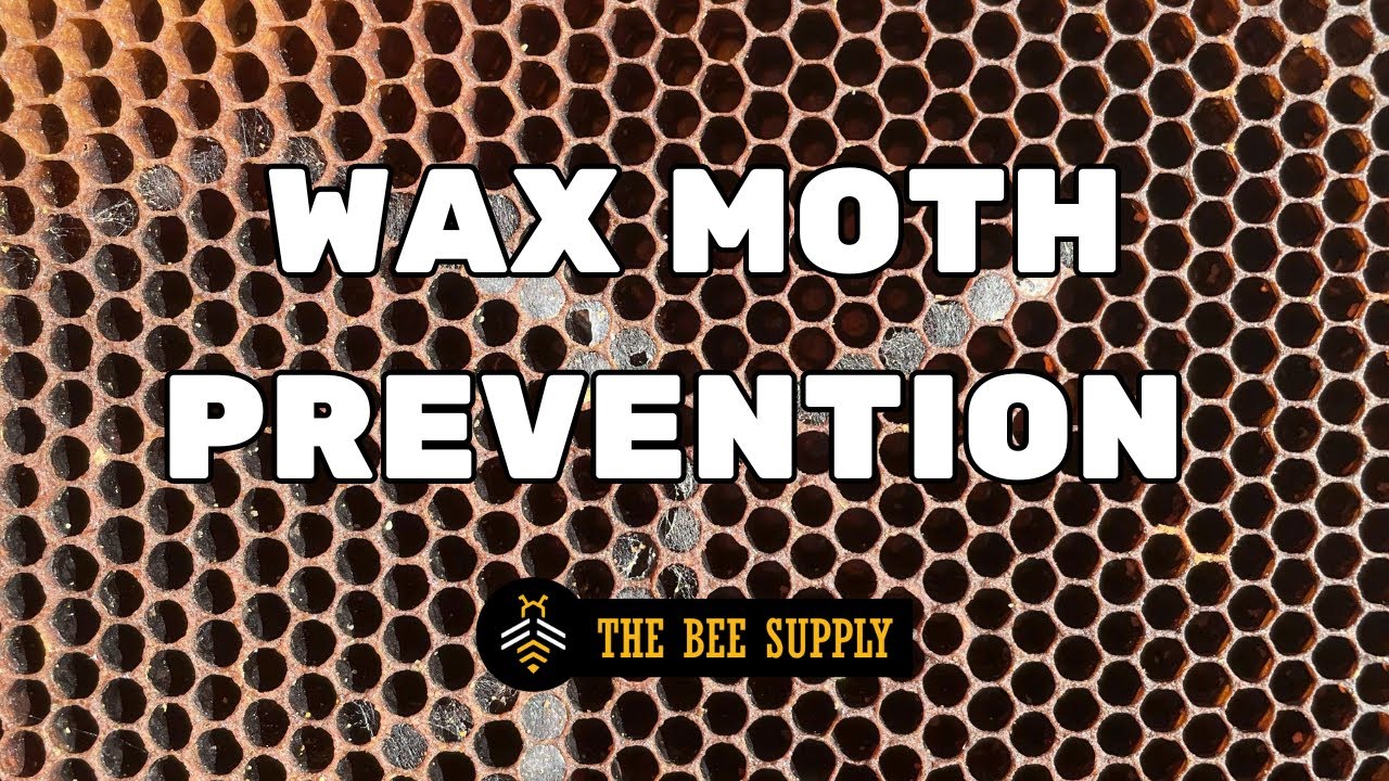 BEEKEEPING:  How to prevent wax moths with Dr. Jamie Ellis