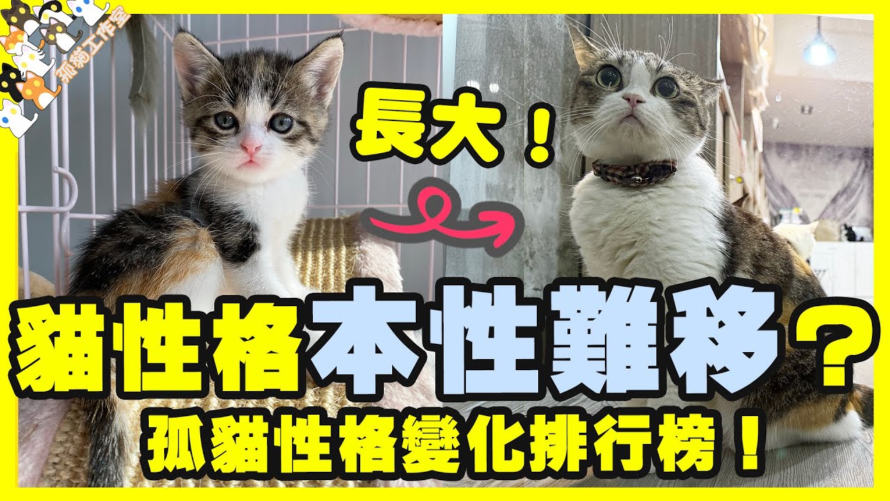 【孤貓工作室】貓都會性格本性難移？ 個性隨著年齡改變？孤貓性格變化排行榜！