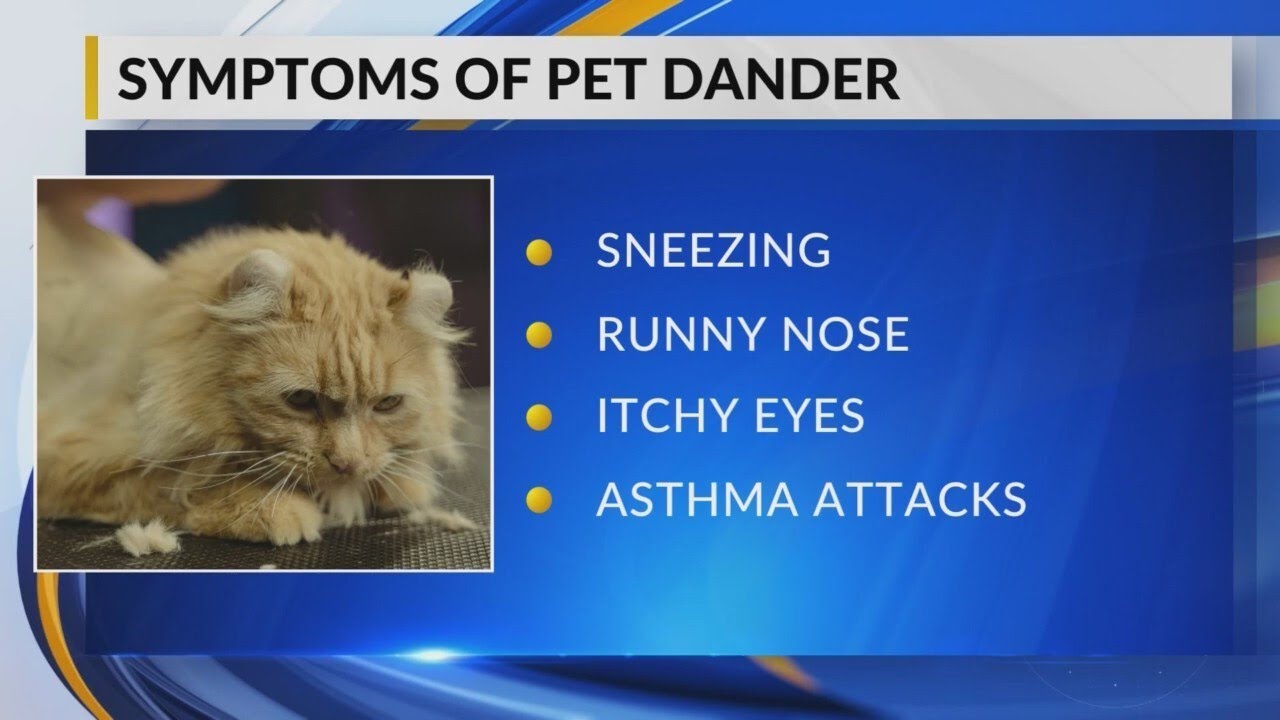 Pet Patrol: Battling pet dander and how pets trigger allergies