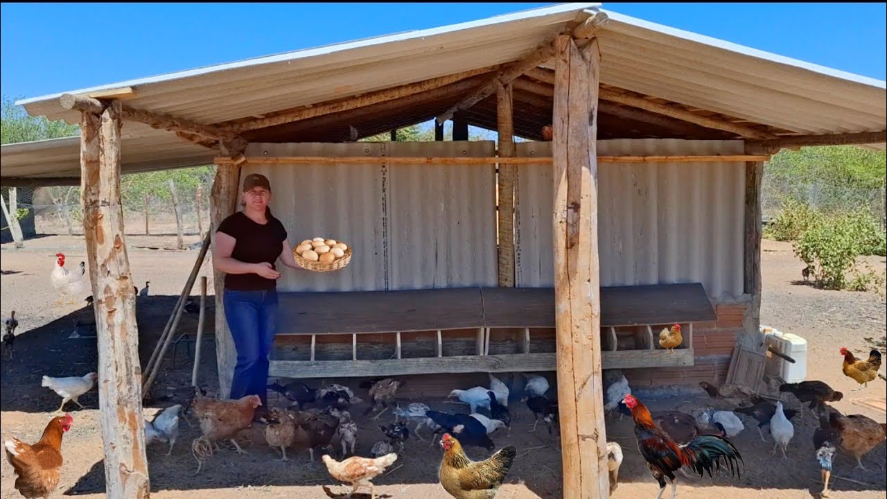 COMO FAZER NINHO DE GALINHA, PARA PRODUÇÃO DE GALINHAS CAIPIRA E OVOS 