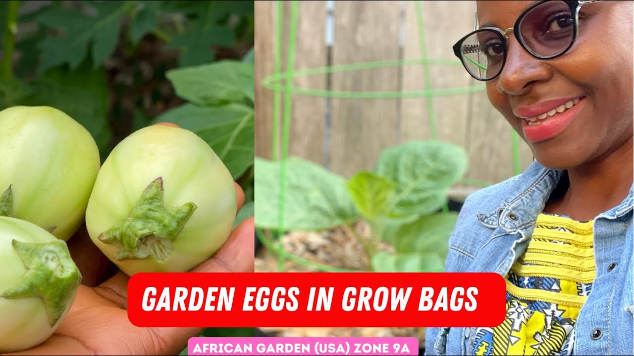 Growing African Garden Eggs in Containers (Grow Bags) 2022