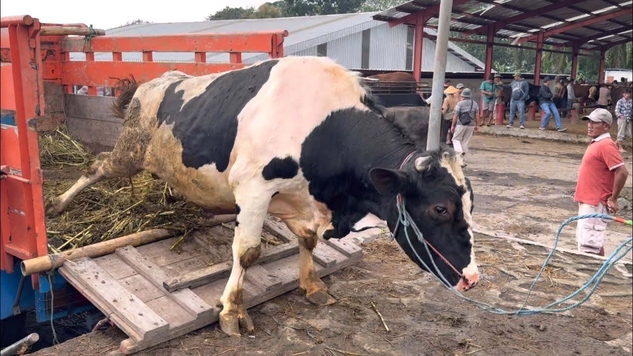 SAPI RAKSASA UNIK TURUN DARI TRUK COCOK KE SETIA FARM ‼️🔥🔥🔥