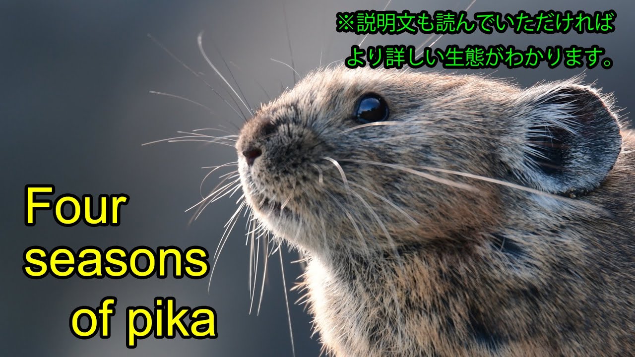 ⛰⛰⛰🎥『💖氷河期の落とし子・エゾナキウサギの知られざる生態【補足版】(5分53秒)』HD編集🍀🍀お知らせ必見‼