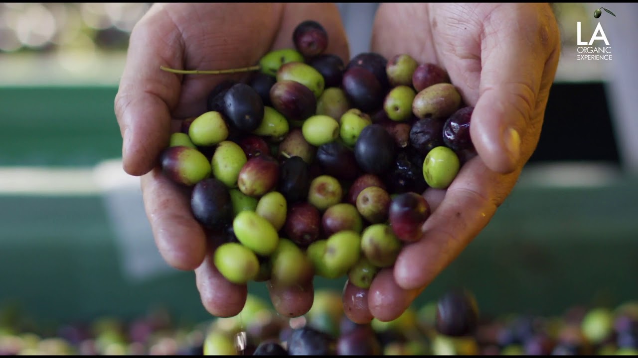 LA Organic Experience