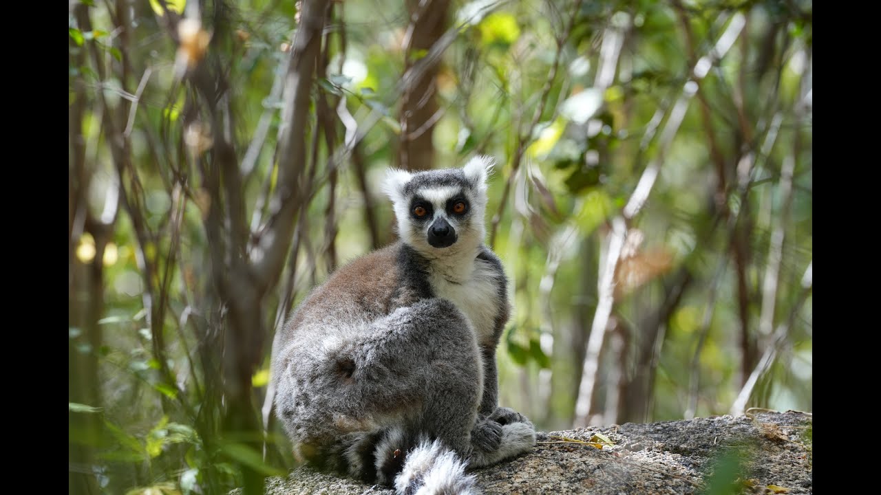 2024 馬達加斯加島 環尾狐猴 Mdagascar Ring Tail Lemurs Anja Conservation