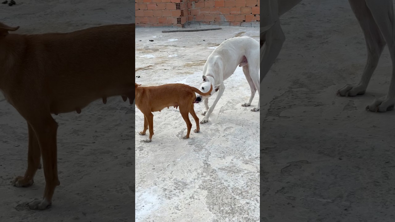 Two dog in home 😍#dog #animals #shorts #viral #pets #funny