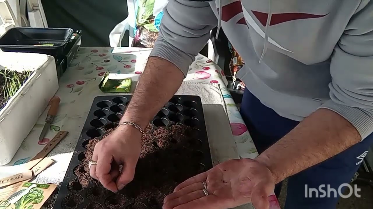 Semis de choux brocolis et de laitue iceberg 🥦🥬