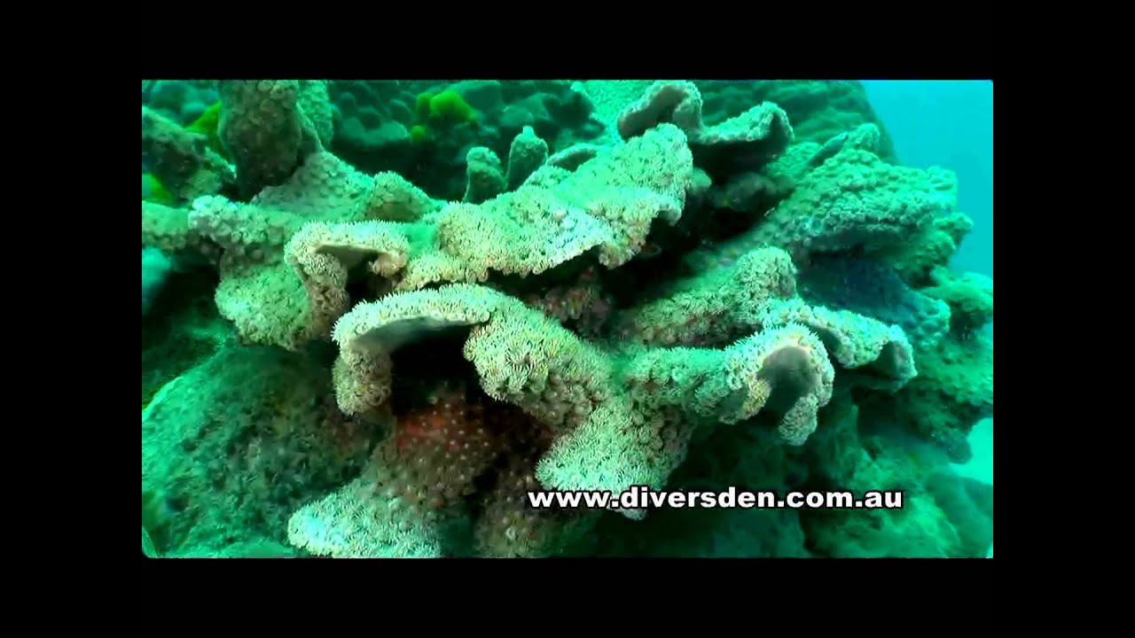 Diving the Great Barrier Reef - Liveaboard OceanQuest from Cairns