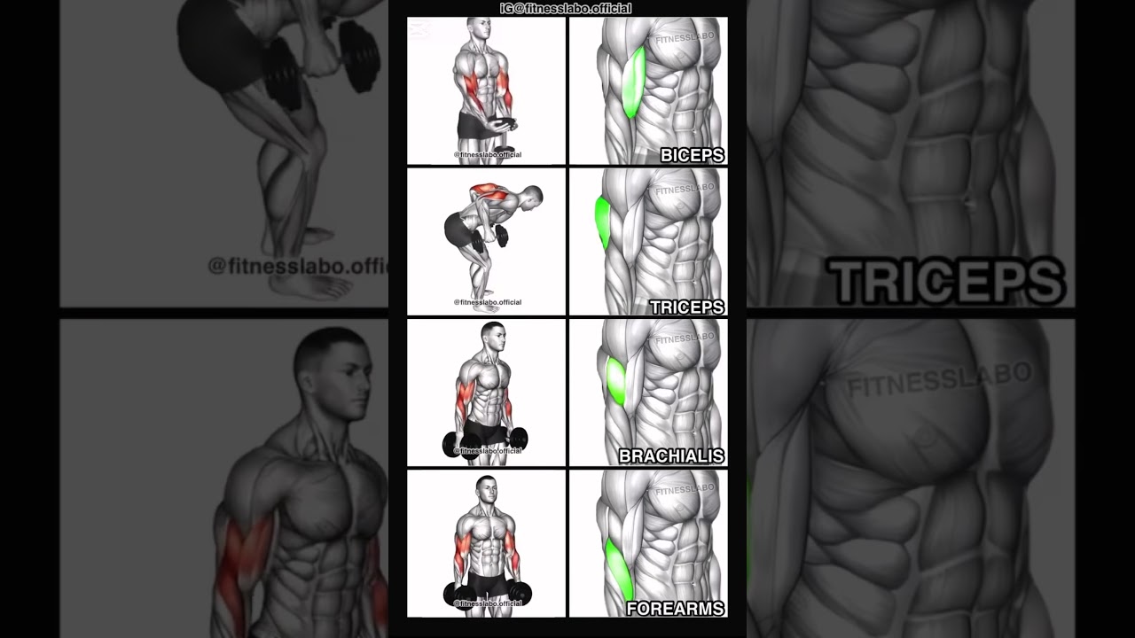 Les Meilleurs Exercices pour des Bras Massifs ! (Biceps, Triceps, Avant-bras)