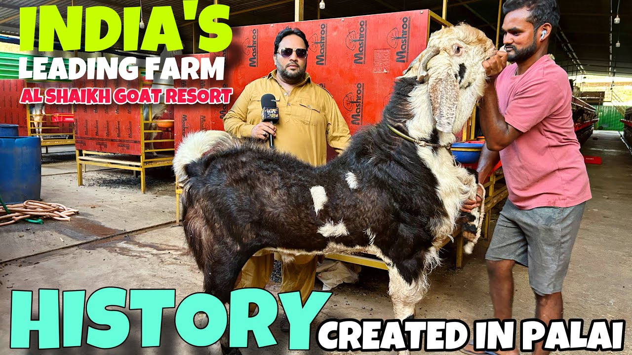 AL SHAIKH GOAT RESORT PE TAYYAR HOTE HAI INDIA LEVEL KE BAKRE , SHOWCASING PALAI RESULT || GOATS HUB