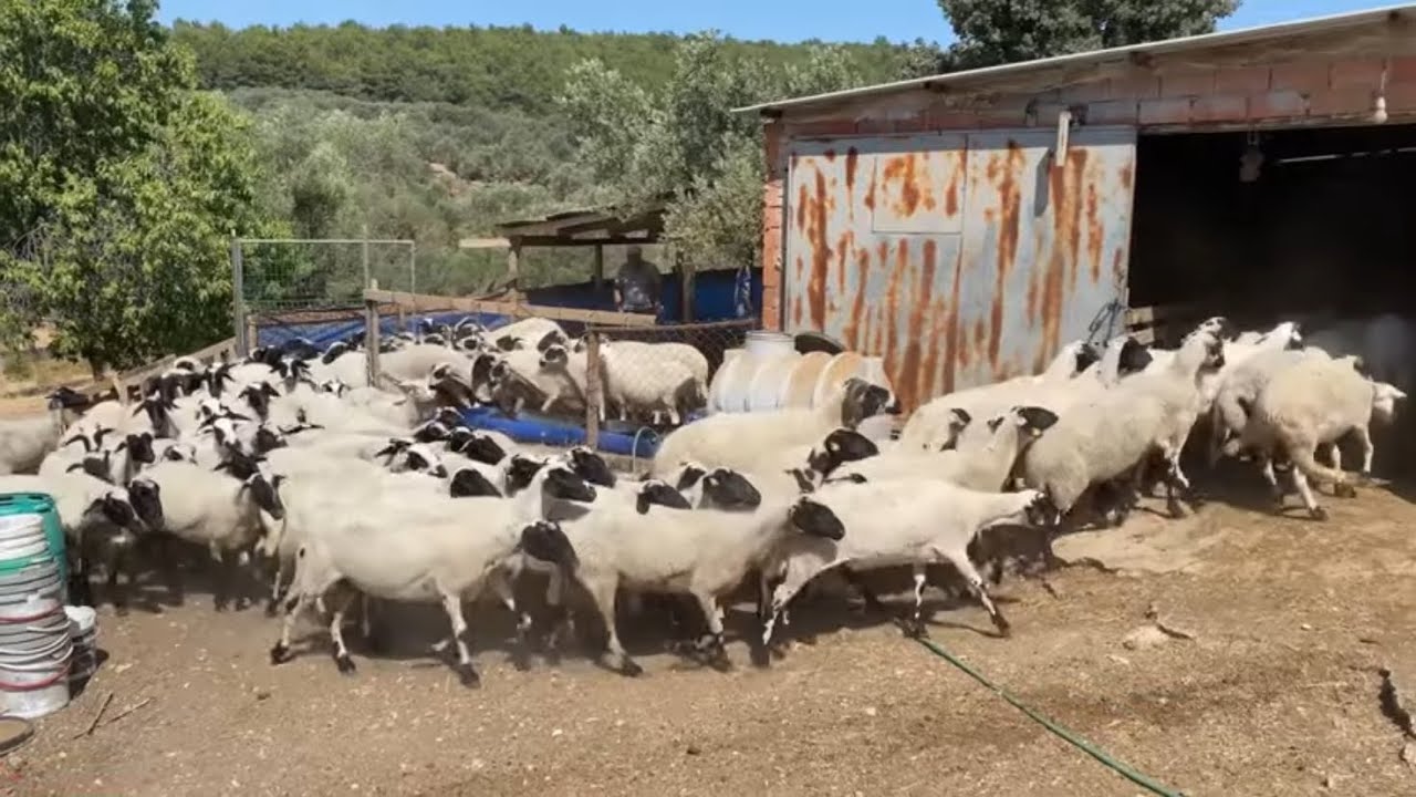BİR KOYUNLA BAŞLADI  KISA ZAMANDA 150 ANAÇLIK SÜRÜ YAPTI/SAKIZ KOYUNU BİRER MAKİNA.