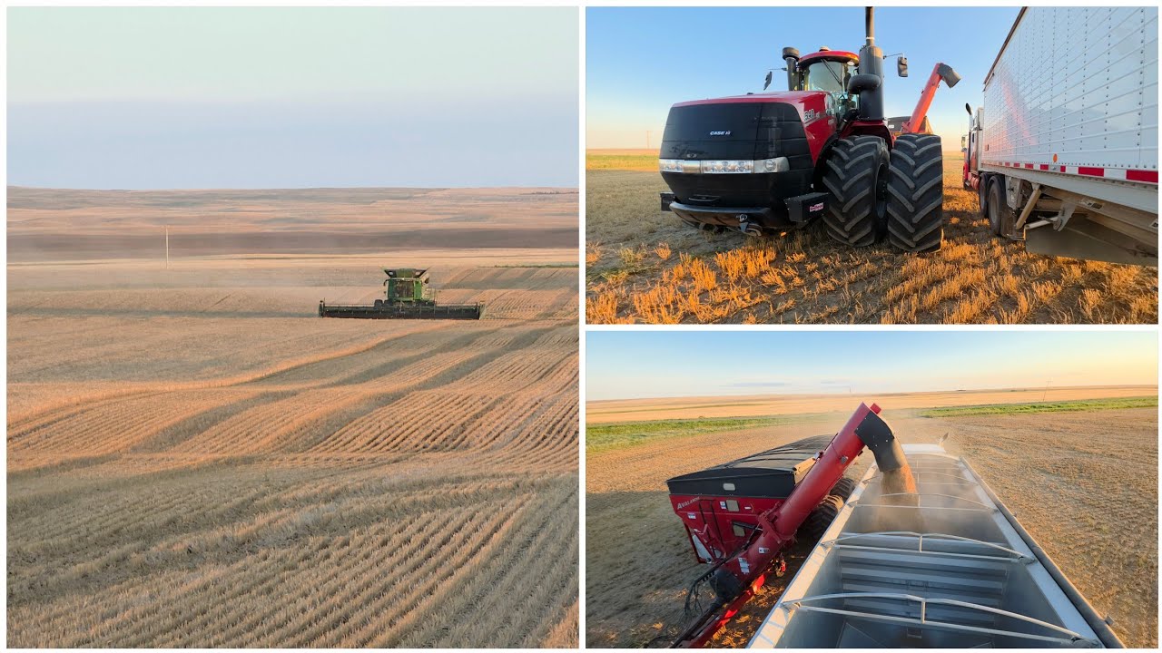 Let's Cut Winter Wheat! 