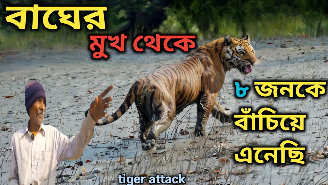 সুন্দরবন জঙ্গলে|বাঘের কবল থেকে ৮ জনকে বাঁচিয়ে আনলেন|বাস্তব ঘটনা| tiger attack in Sundarban