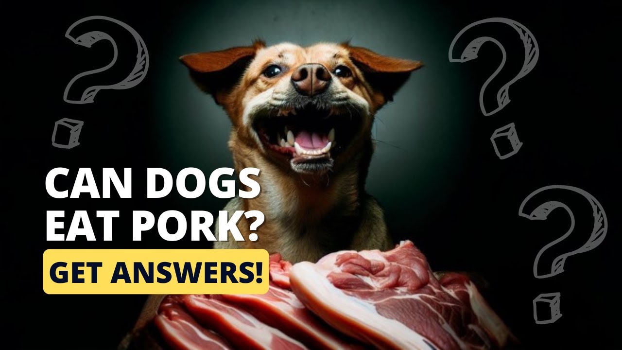 Can Dogs Eat Pork? - 🐶🐷