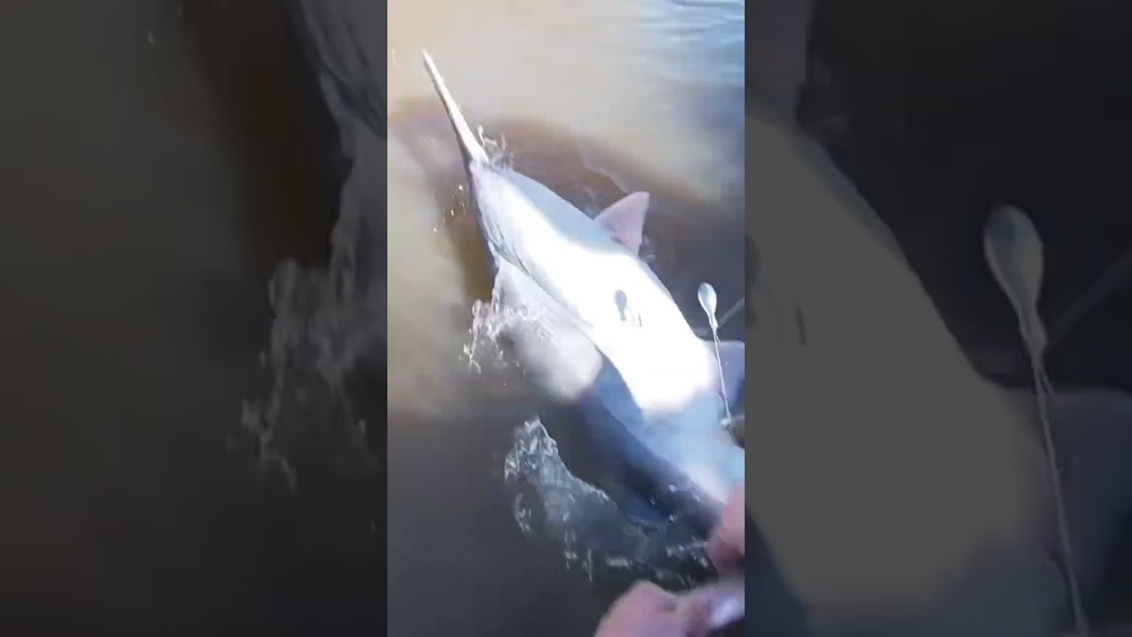 Snagging Prehistoric Paddlefish (Part 3)