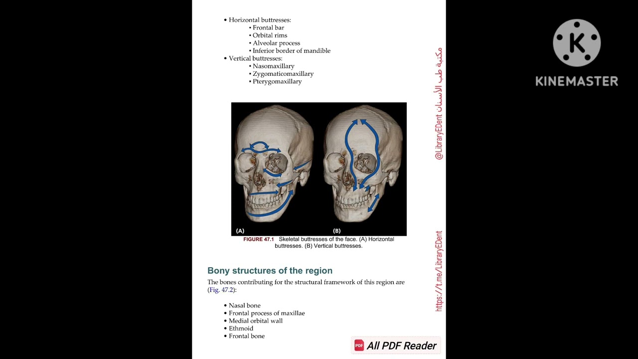 Naso orbito ethmoid region anatomy
