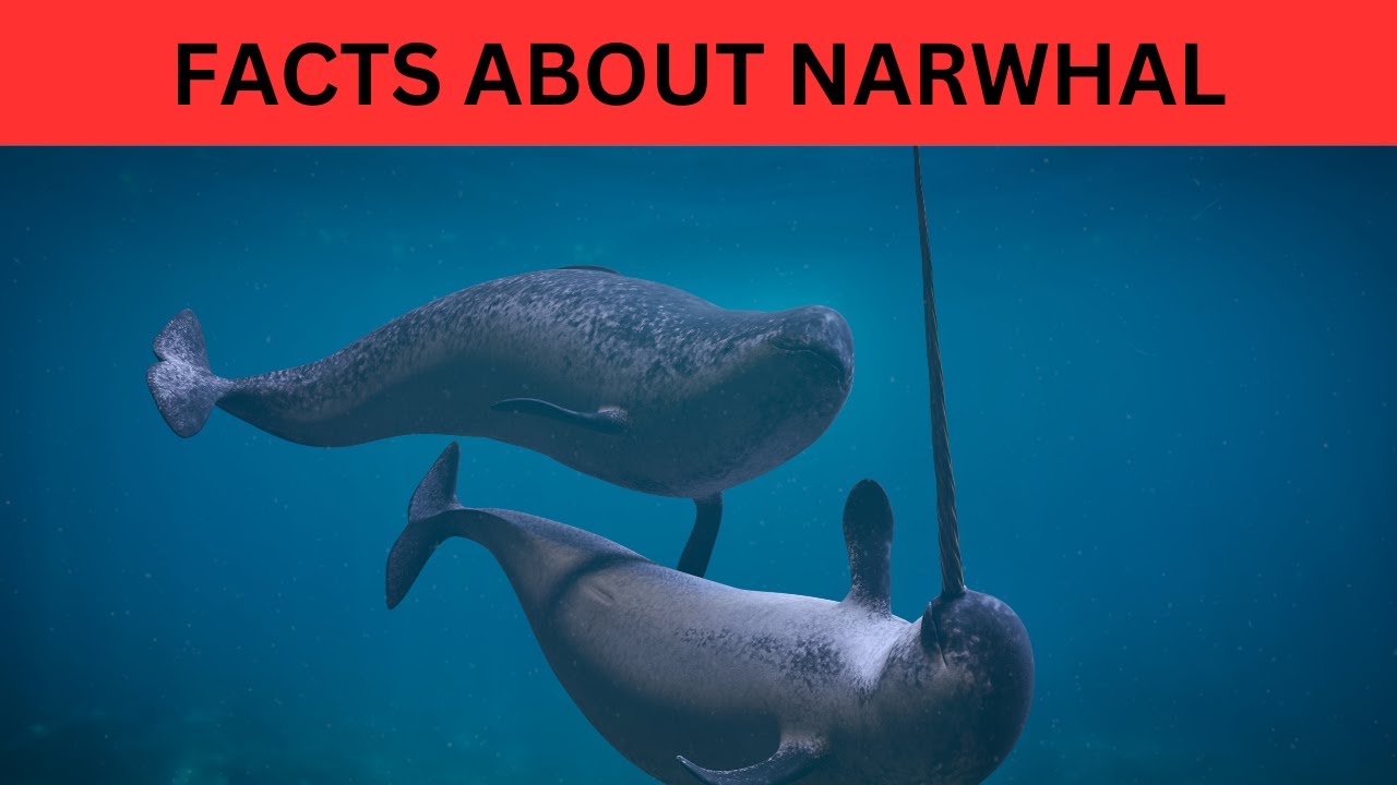 Unveiling the Mysterious World of Narwhals: 15 Fascinating Narwhal Facts You Didn't Know!