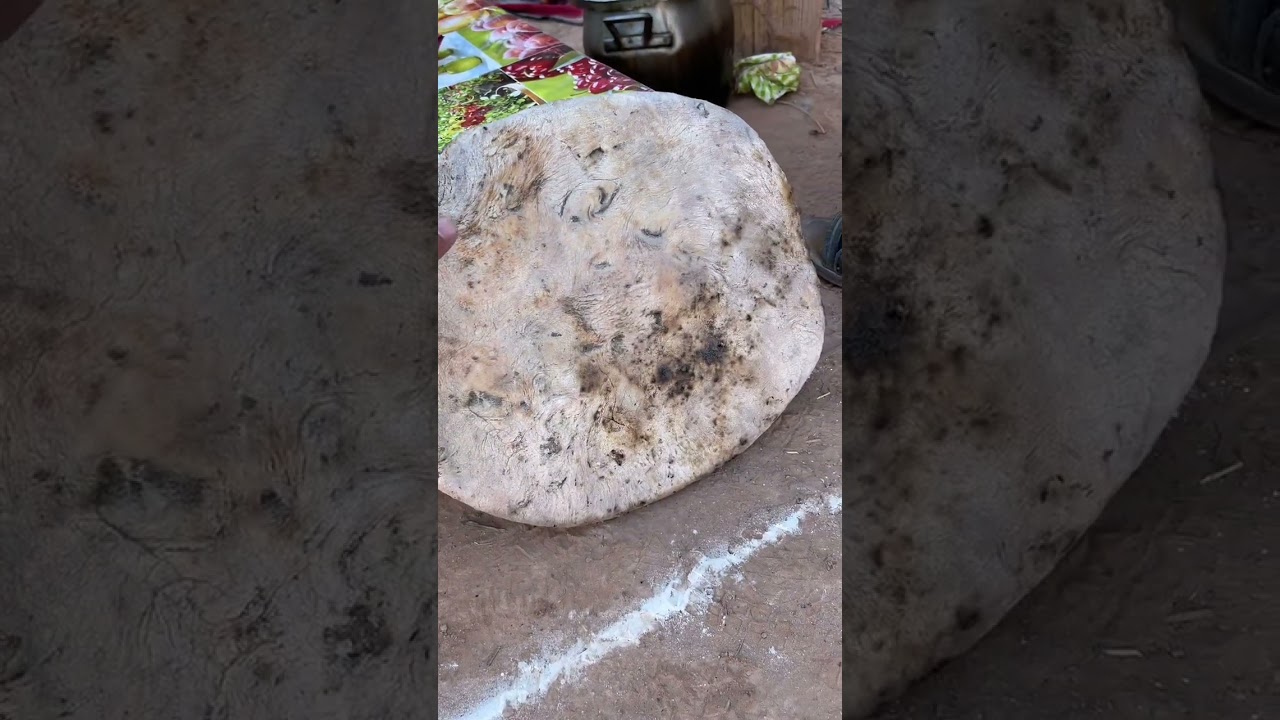 طريقة تحضير خبزة الملة الجزائرية - خبز الرمال - في صحراء الجزائر ولاية بني عباس