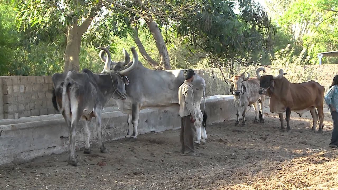 Rameshwar Aapa Giga Ashram  =  Satadhar : 362 130