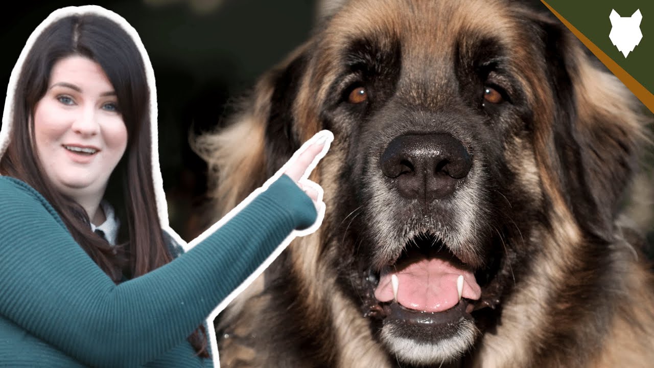 LEONBERGER! 5 Incredible Facts About The LEONBERGER