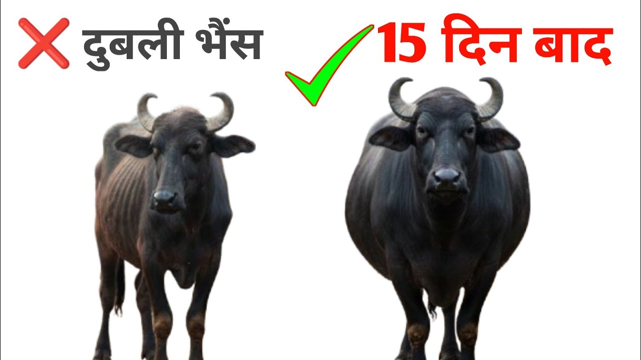 🐃💪 सिर्फ 15 दिन में भैंस मोटी कैसे करें?👨‍⚕️ डॉक्टर का सीक्रेट तरीका✅