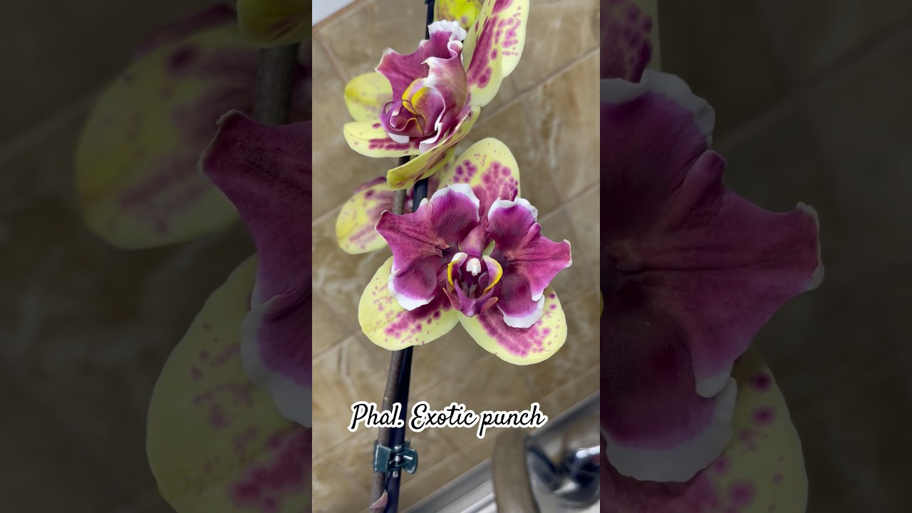 Phal. Exotic punch peloric #орхідеї #orchid #орхидеибабочки #peloric