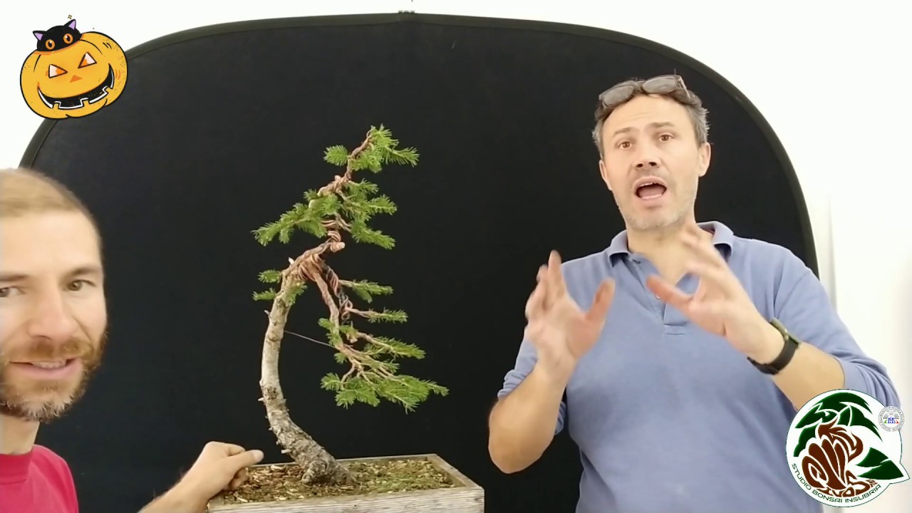 Mini videino di Allouino. Lavorazione di un abete bonsai.
