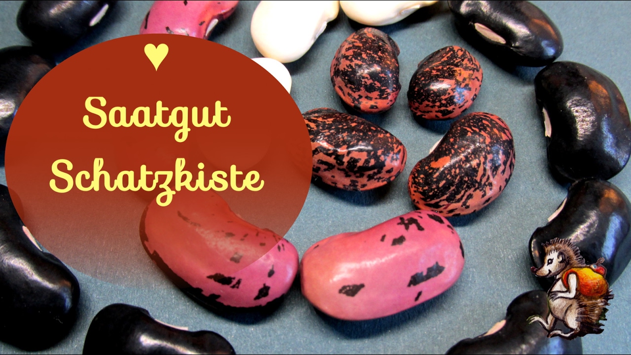 Saatgut Sammlung │Saatgut Schatzkiste & Bohnentanz