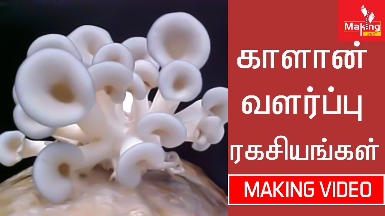 Secret Behind Mushroom Harvesting | காளான் வளர்ப்பு ரகசியங்கள் | Making 360`