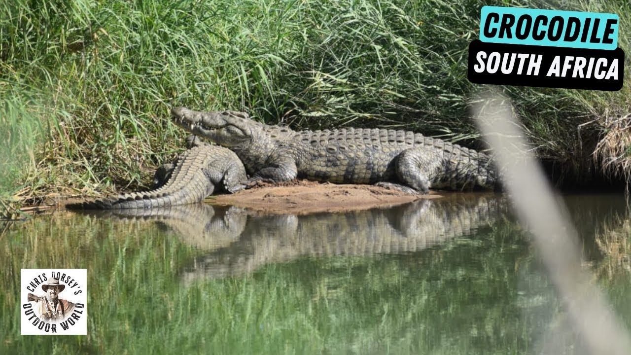 Hunting Killer Crocs of Africa