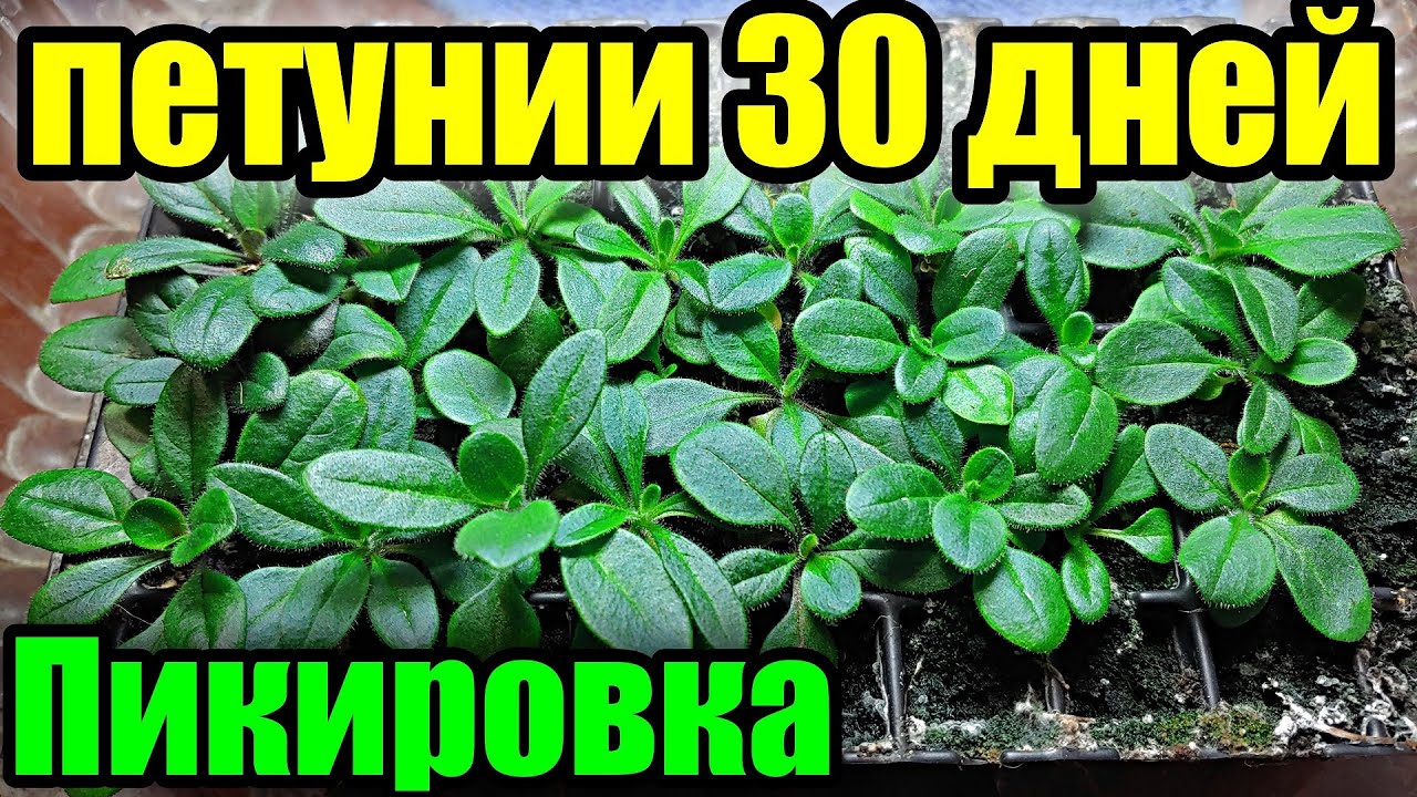 Ампельная петуния. Перевалка через месяц после всходов.