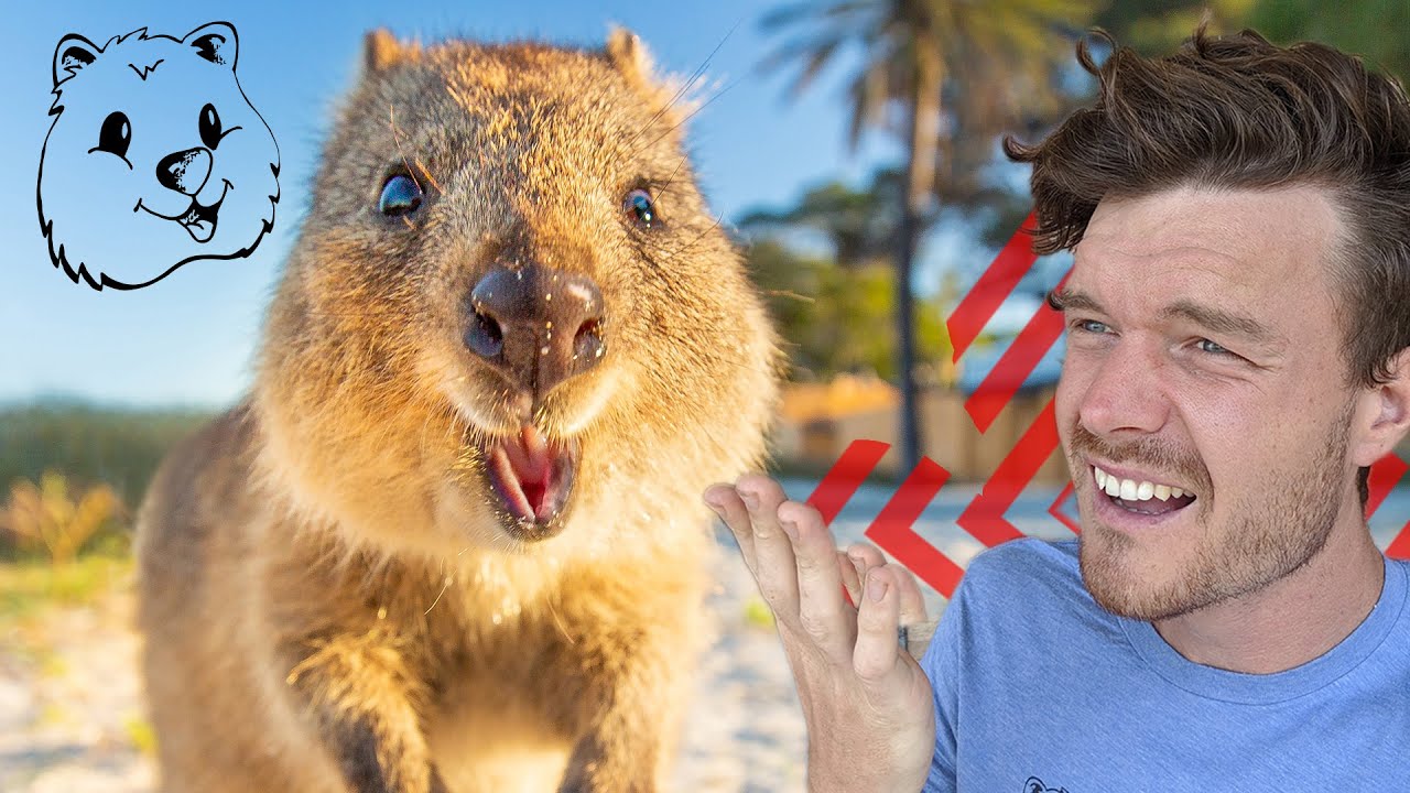 Quokkas Throw Their Babies At Predators To Defend Themselves? - SOLVED - Quokka Hub