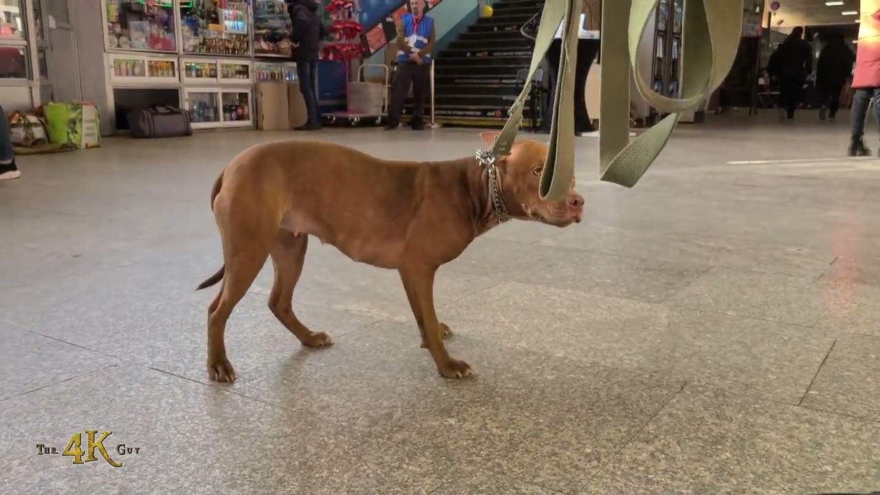 Warsaw: Dogs being cared for at train station after escape from Ukraine 3-23-2022