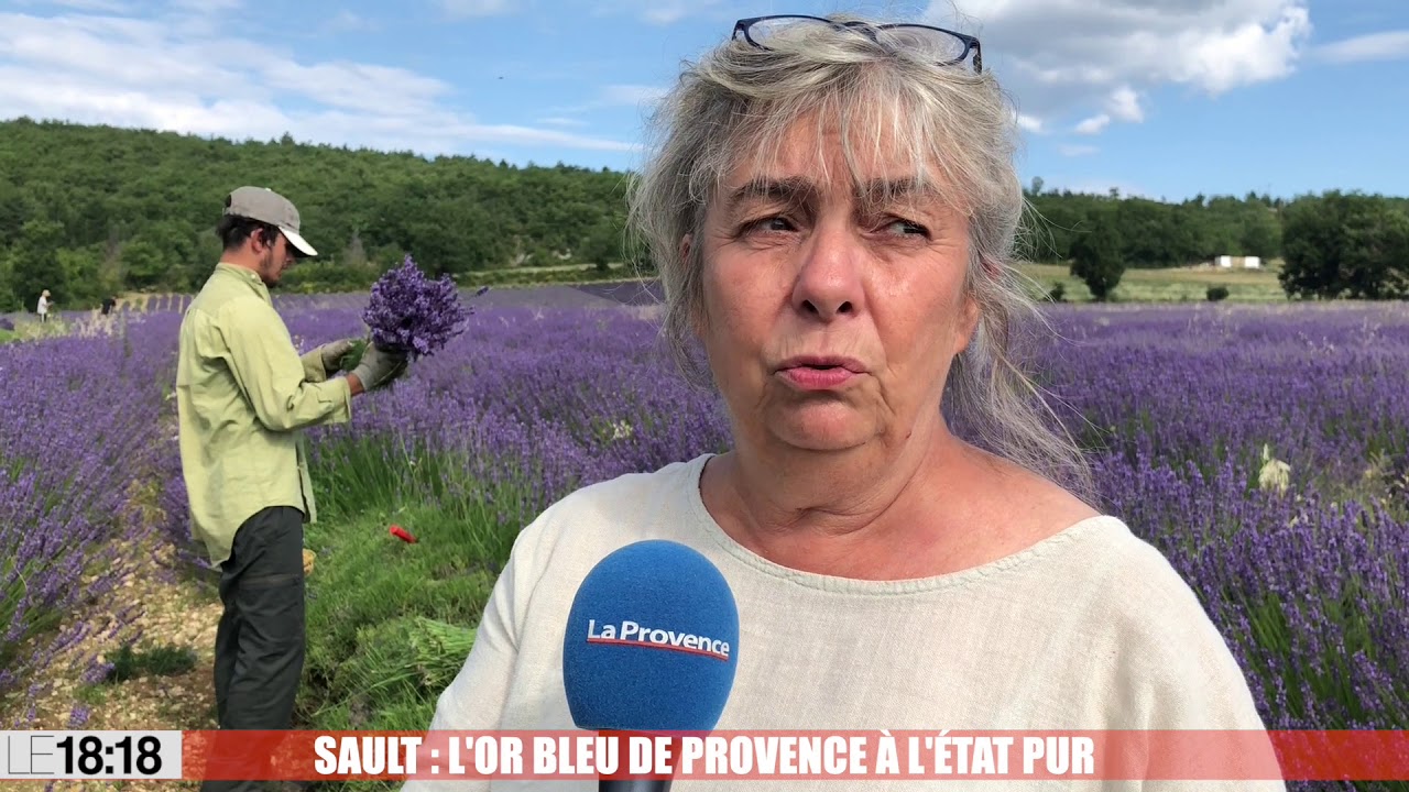 Le 18:18 - Notre reportage à Sault, en pleine récolte de la lavande