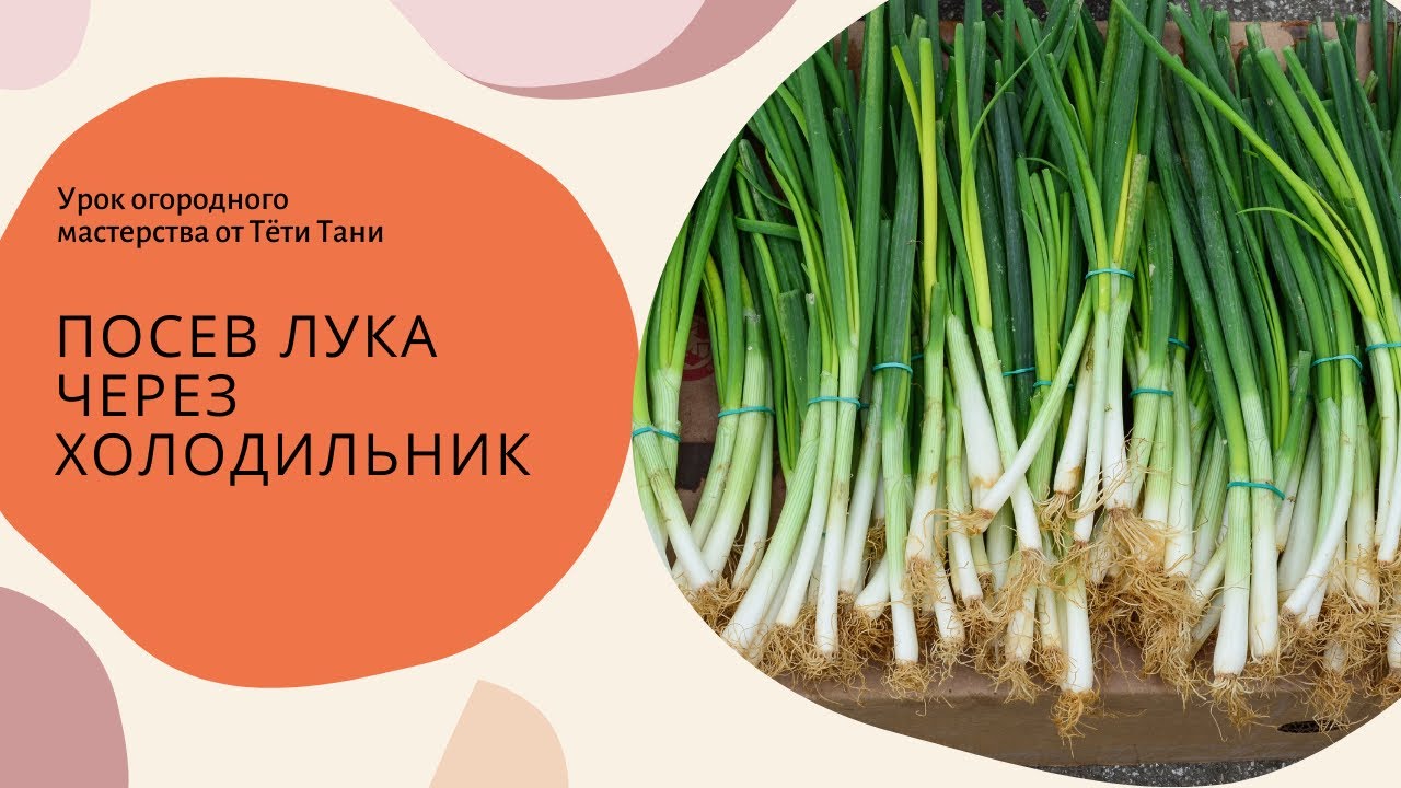 481. Кругом снега́...а сеять надо. Любой сорт лука из чернушки через холодильник.