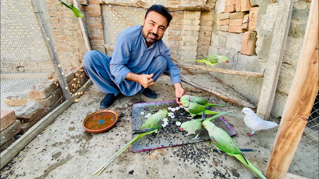 Beautifull sunny ☀️ day …aj to hens parrots rabbits or sabi Zoo members bahut khush han 🦜🐄🦅🦢🐇🦆🐂🐦‍⬛🕊️