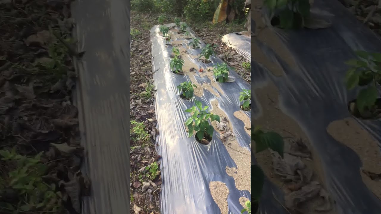 Redhot Chilli, Siling panigang, Bell pepper & Talong Farming