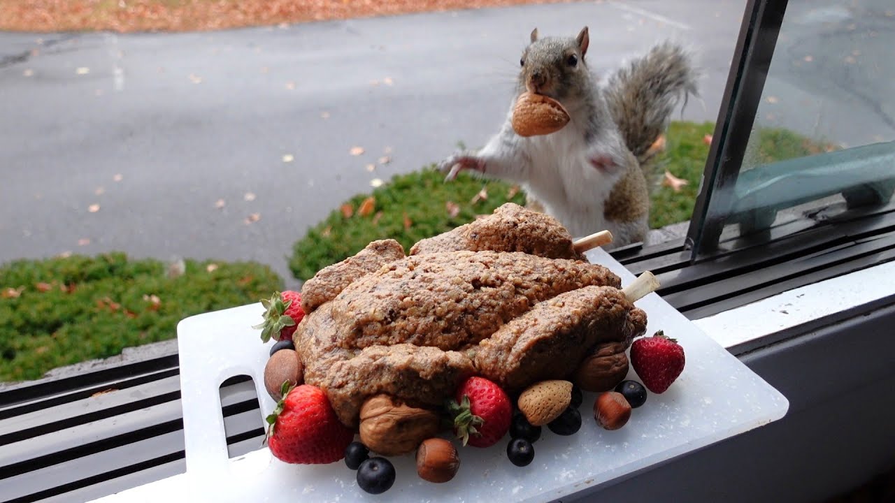 Squirrels' reactions to Thanksgiving 