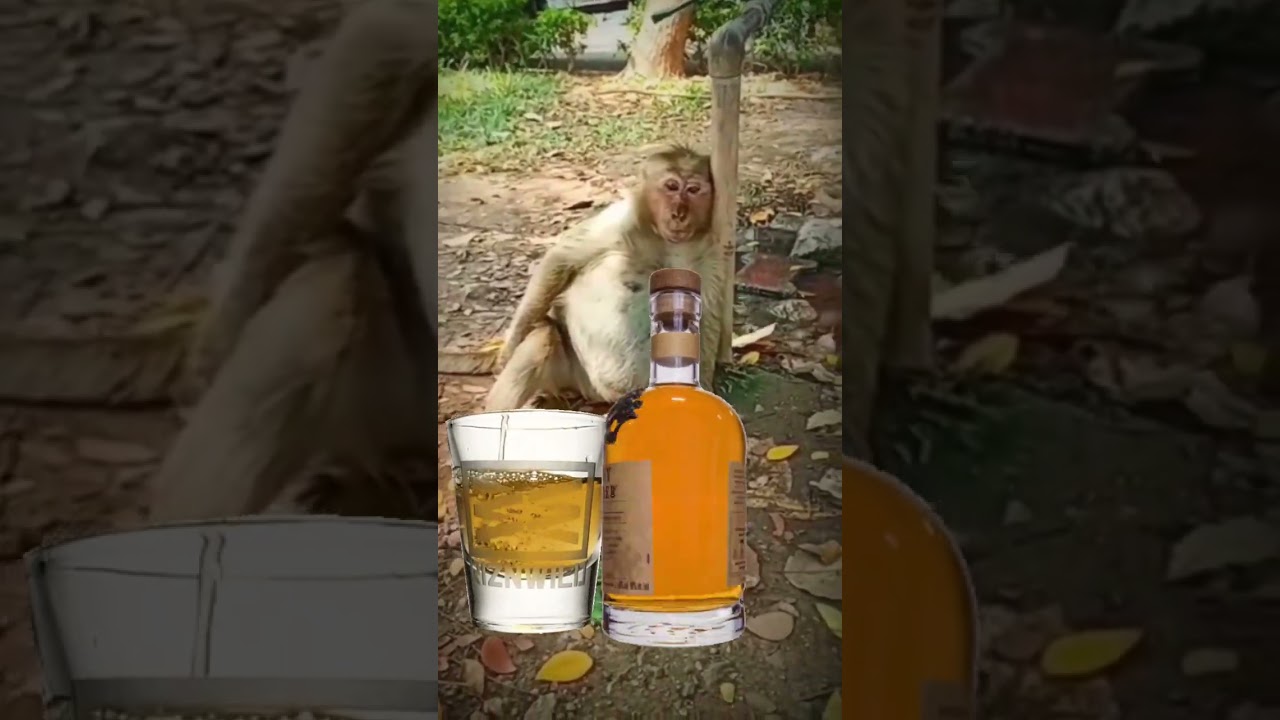 #alcohol #alcohollover #cheers #liquor #whiskey #monkey #fun #funreels #pets