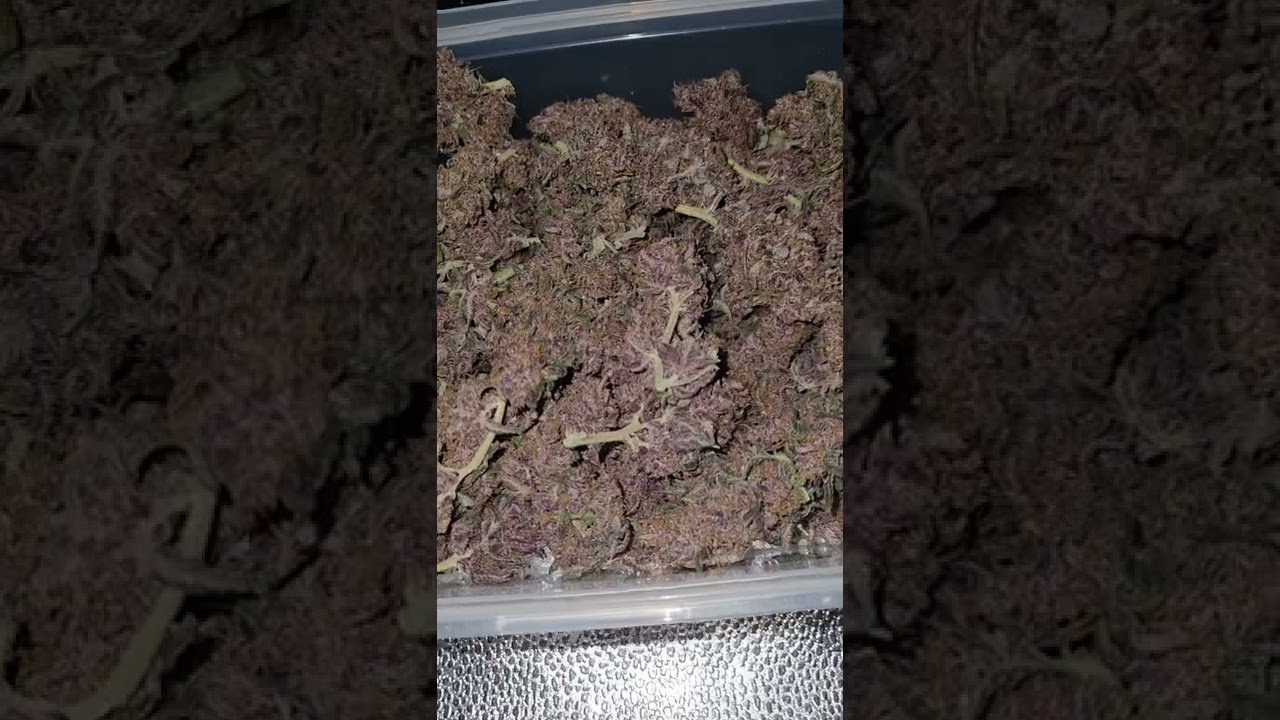 fastberry 3 gallon 4 oz yeild ☘💚