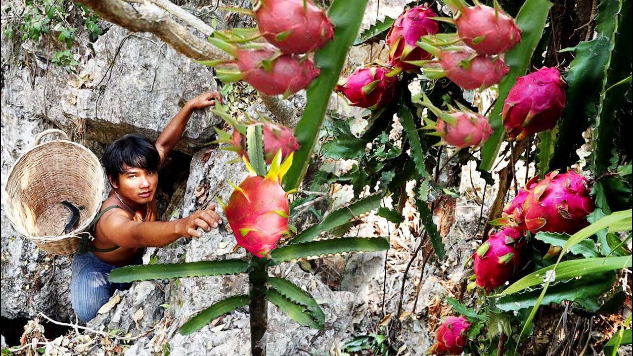 How to finding dragon fruit on mountain - smart man Eating dragon fruit delicious