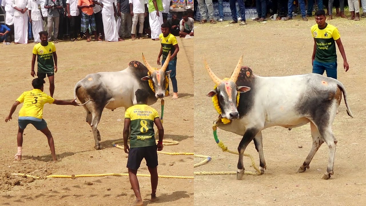 களமே மிரண்ட ஆட்டம் மருதிப்பட்டி சரவணன் கொம்பன் காளை Vs திருவாதவூர் திரௌபதி அம்மன்